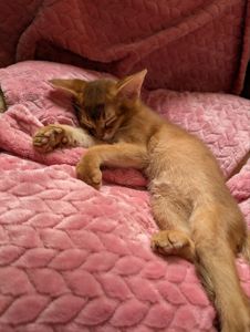 Хлопчик Сорель CFA розплідник абісинських котів