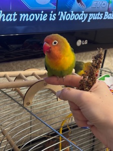 Неразлучники Фишера