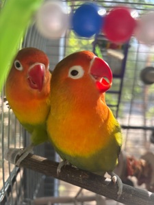 Неразлучники Фишера