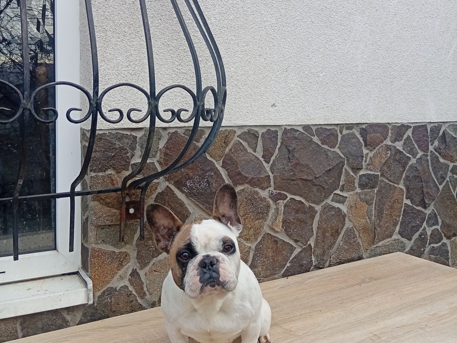 Дівчинка французького бульдога