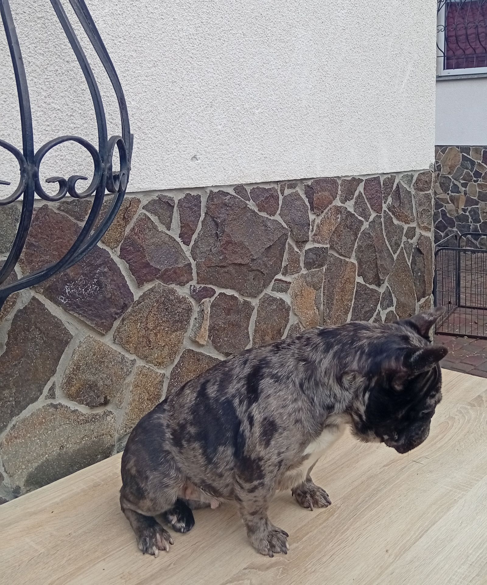 Дівчинка французького бульдога