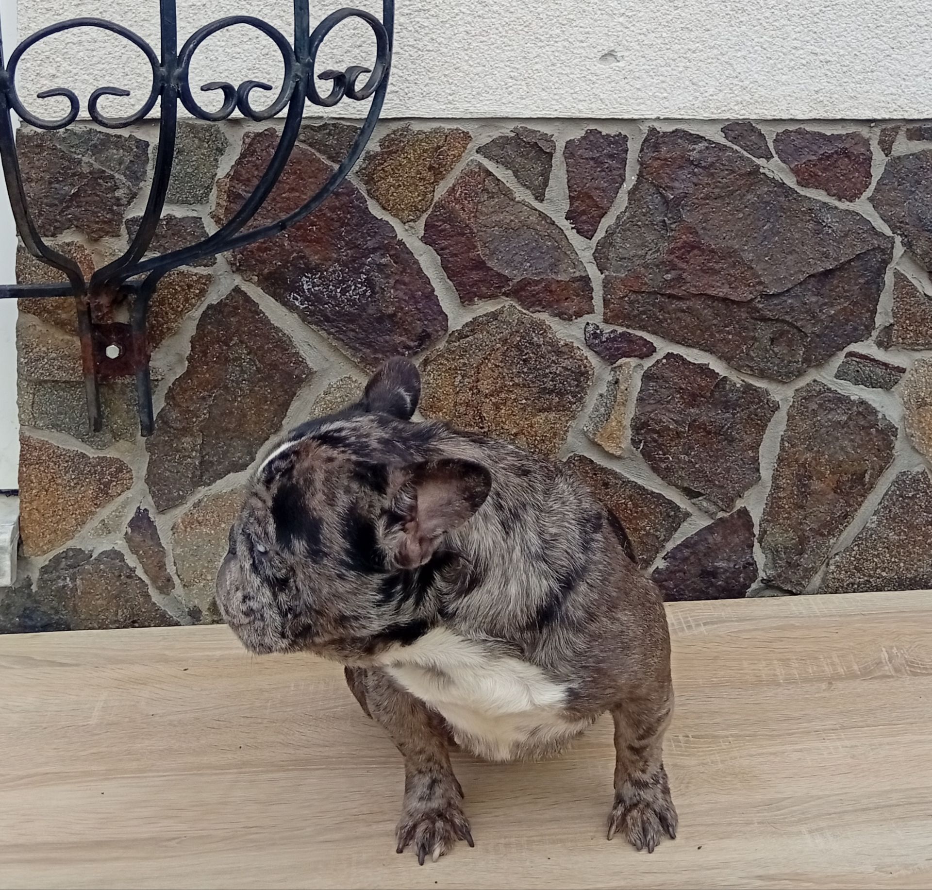 Дівчинка французького бульдога