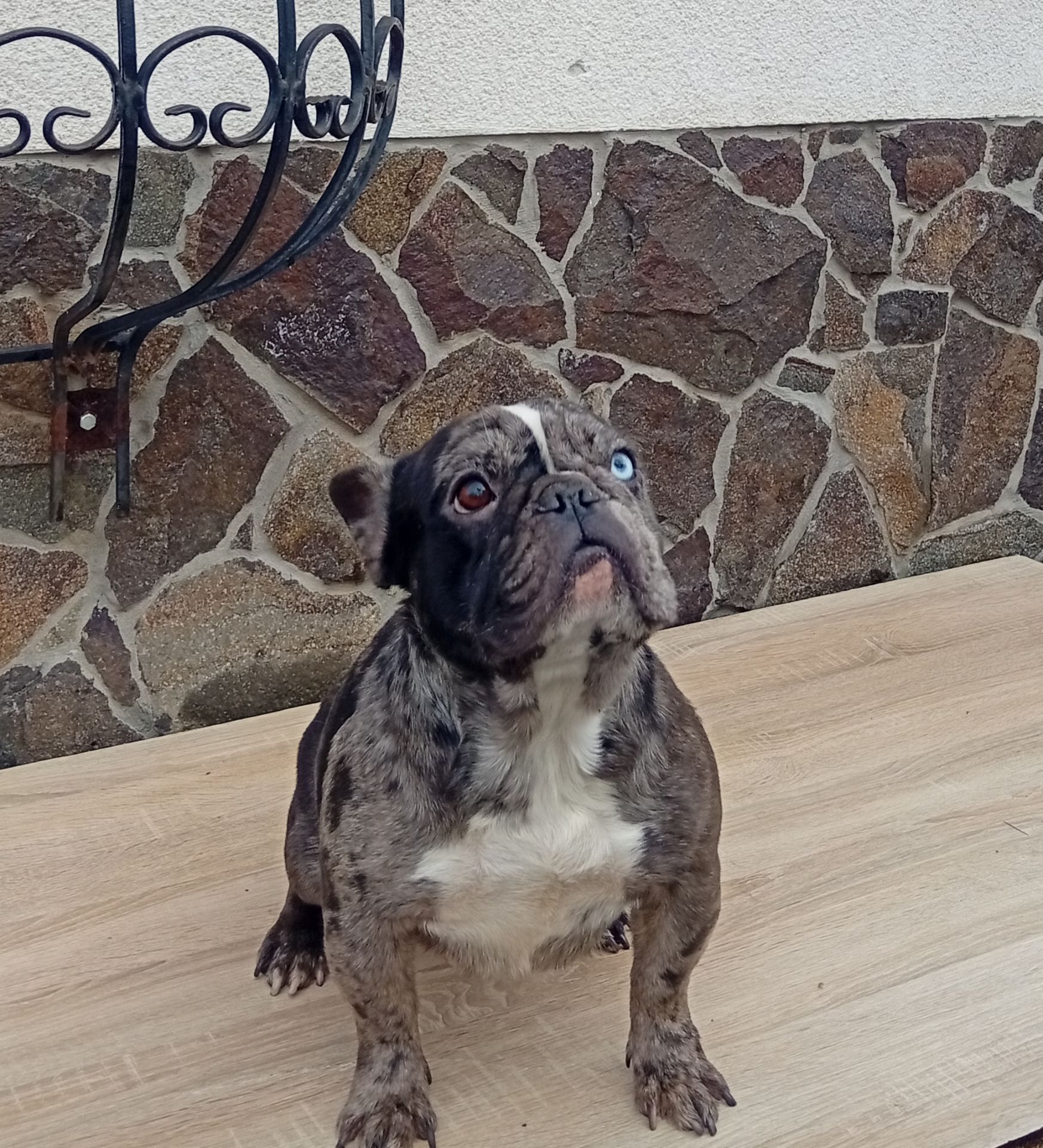 Дівчинка французького бульдога