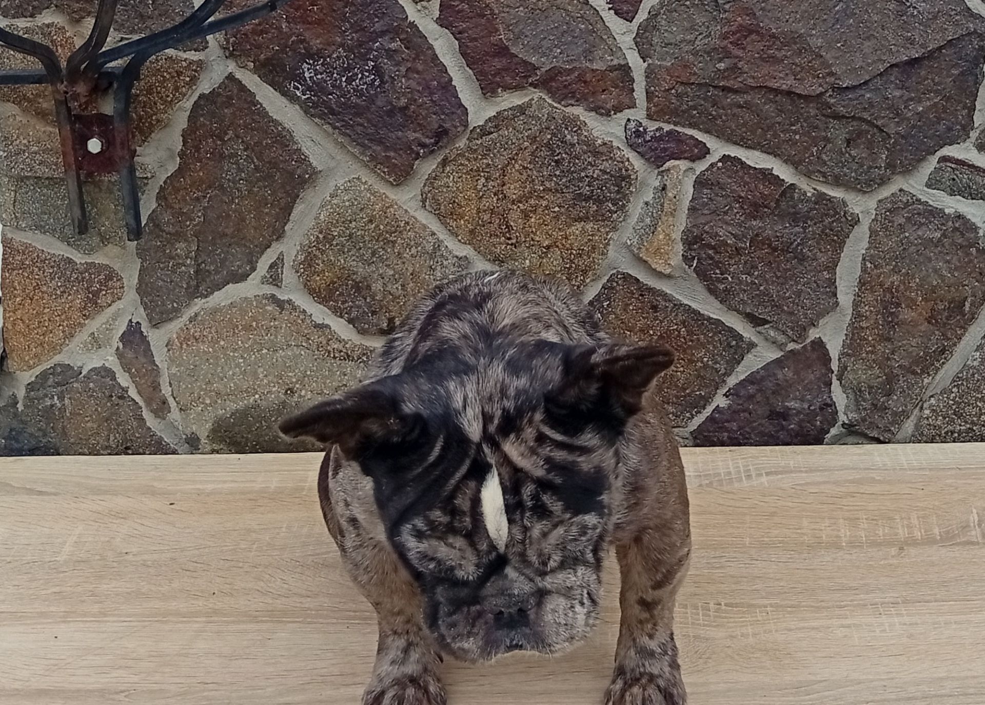 Дівчинка французького бульдога