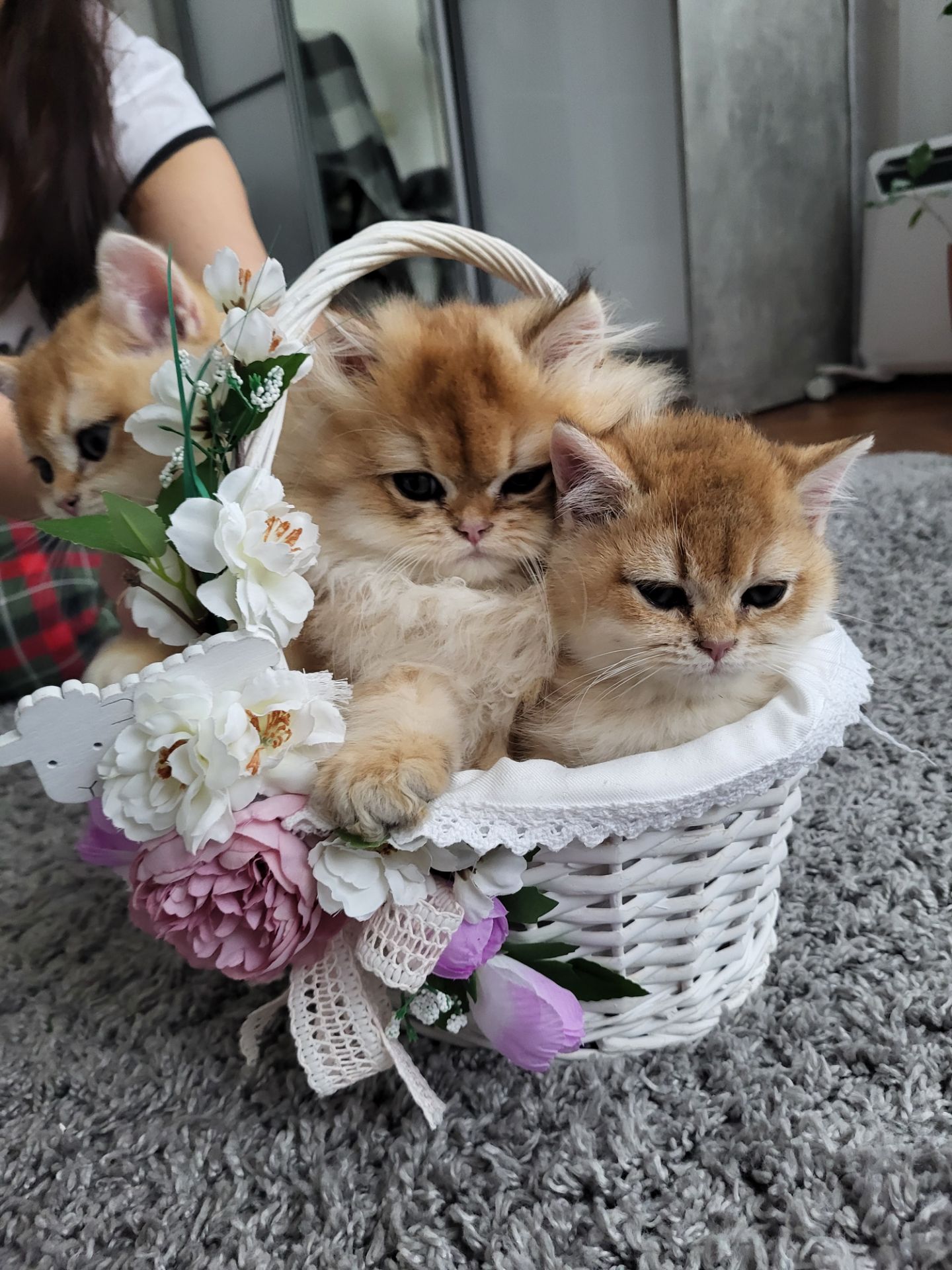 Золота шиншила