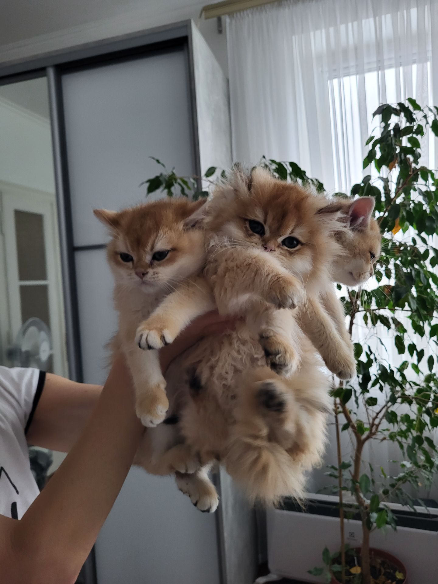 Золота шиншила