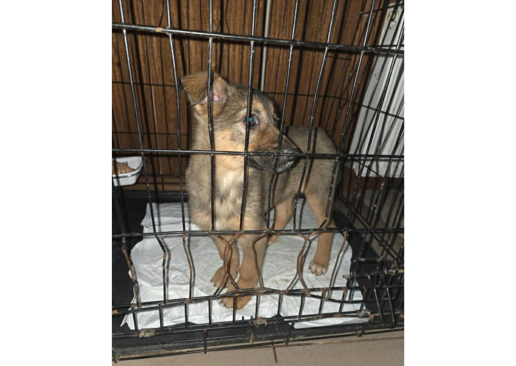 🌸 Шукає дім маленьке диво