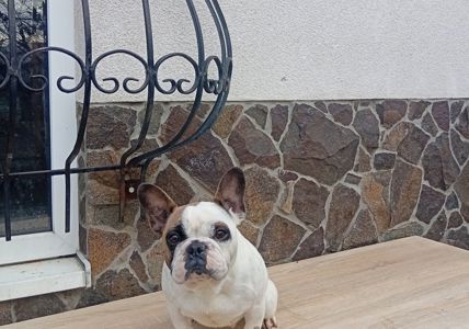 Дівчинка французького бульдога