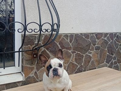 Дівчинка французького бульдога