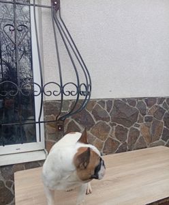 Дівчинка французького бульдога