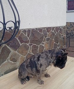 Дівчинка французького бульдога