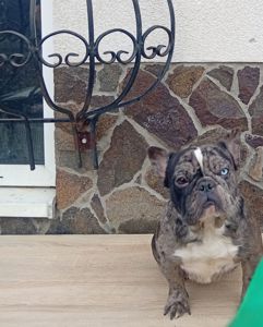 Дівчинка французького бульдога