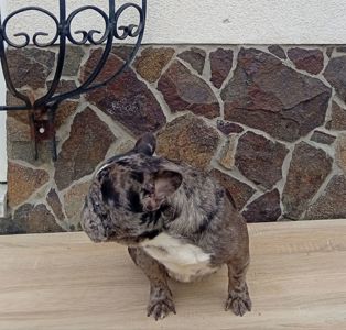 Дівчинка французького бульдога