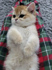 Золота шиншила