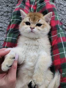 Золота шиншила