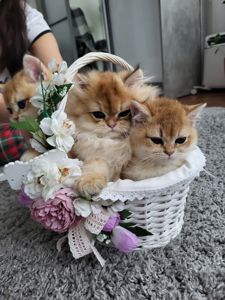 Золота шиншила