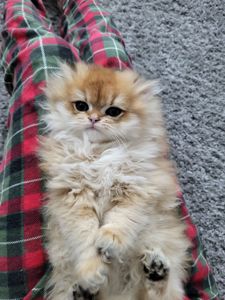 Золота шиншила