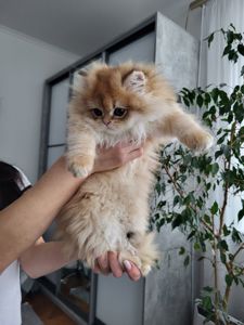 Золота шиншила