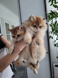 Золота шиншила