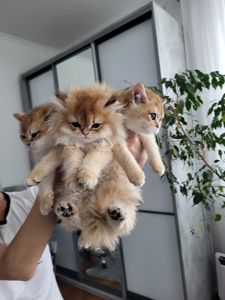 Золота шиншила