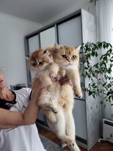 Золота шиншила