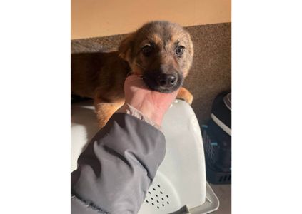 🌸 Шукає дім маленьке диво