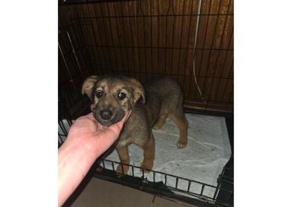 🌸 Шукає дім маленьке диво