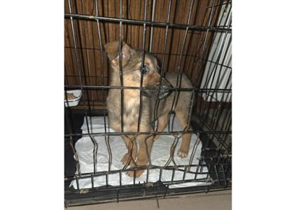 🌸 Шукає дім маленьке диво