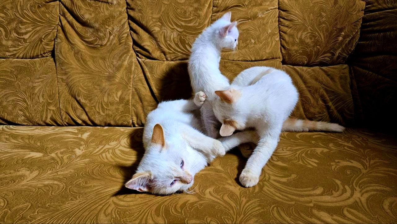 Белый тайский котенок (крем поинт). Мальчик. Тайские котята