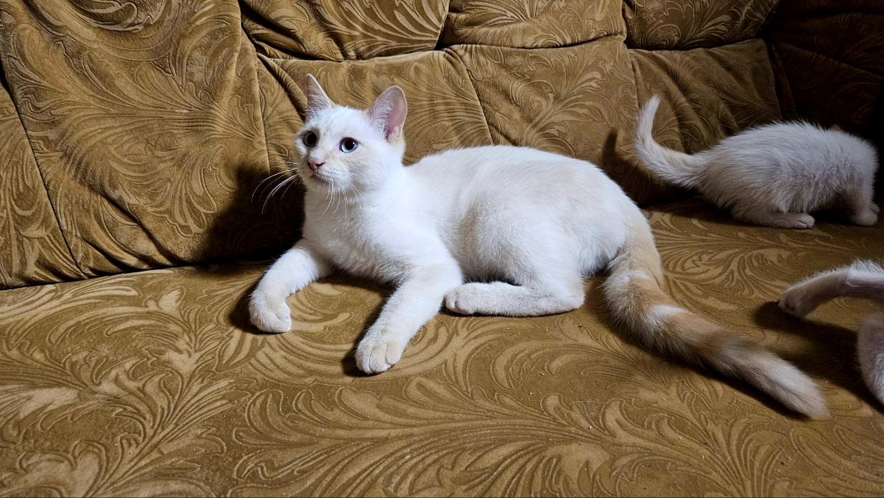 Белый тайский котенок (крем поинт). Мальчик. Тайские котята