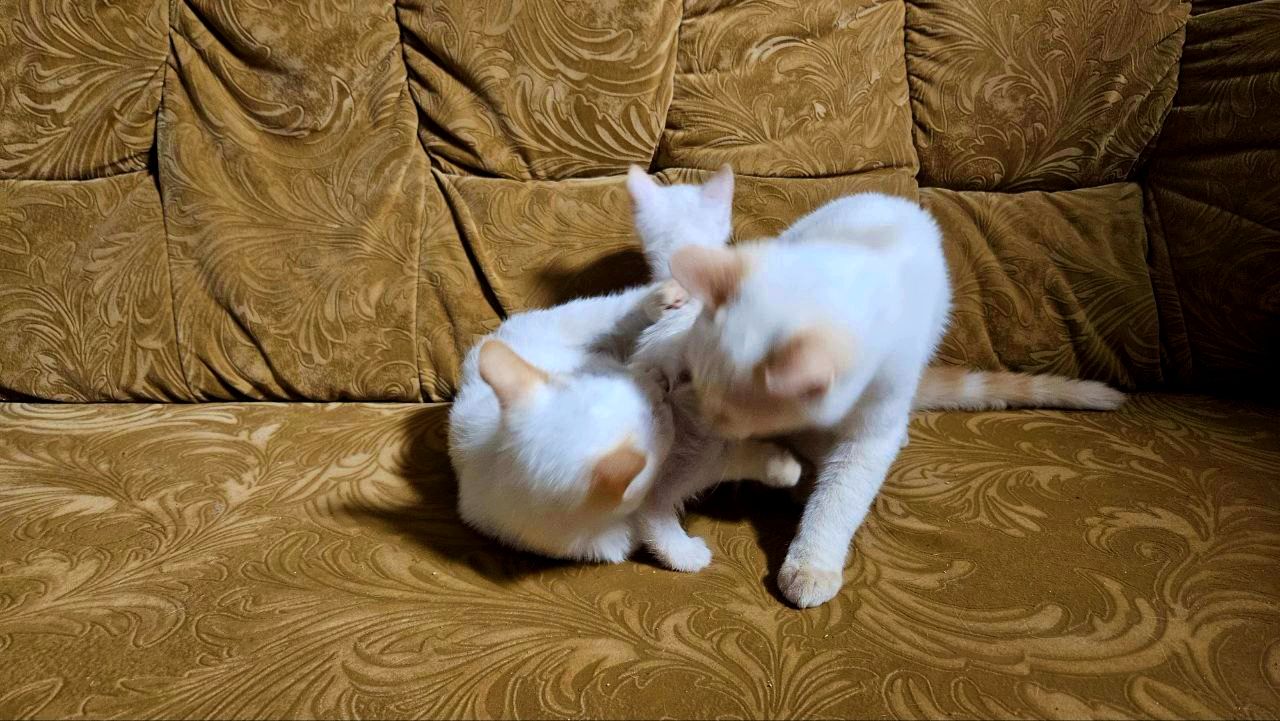 Белый тайский котенок (крем поинт). Мальчик. Тайские котята