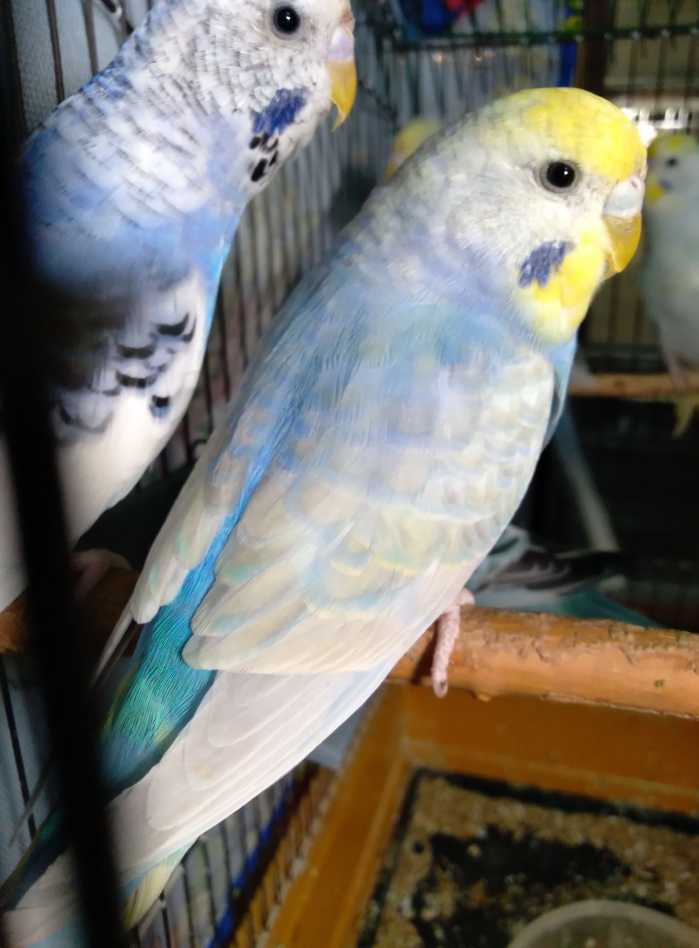 Молоденькие волнистые попугаи