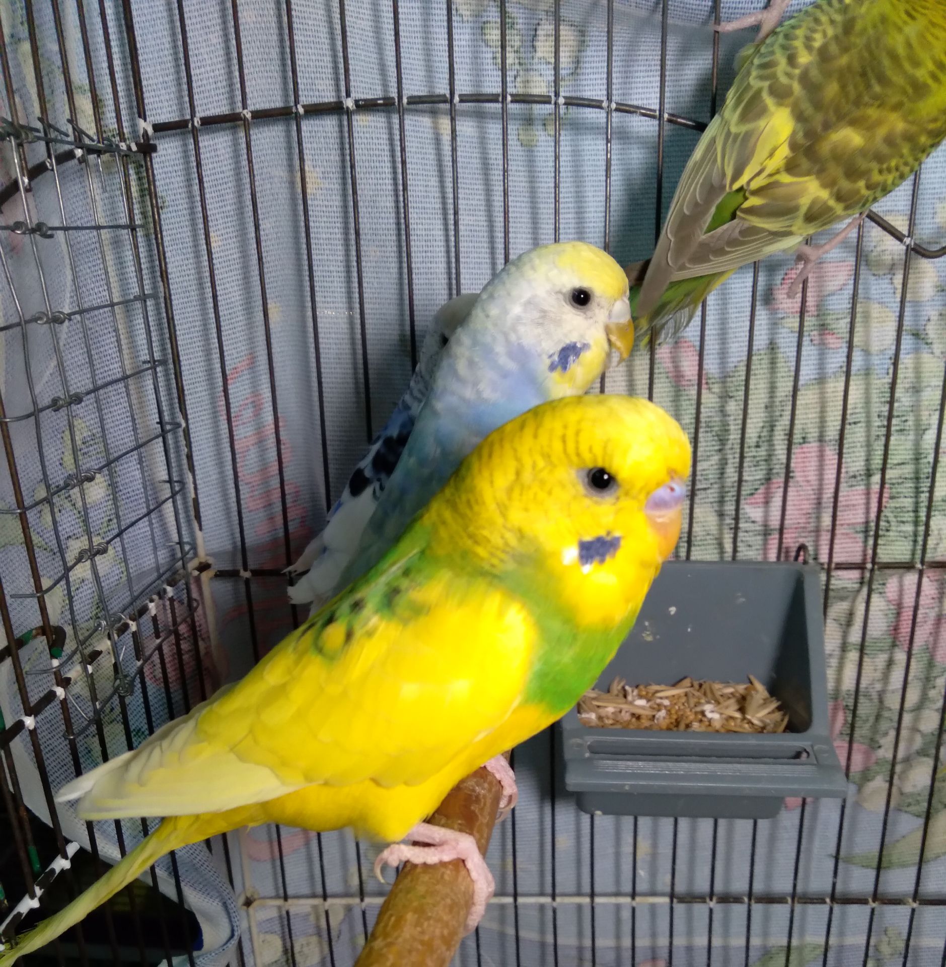 Молоденькие волнистые попугаи