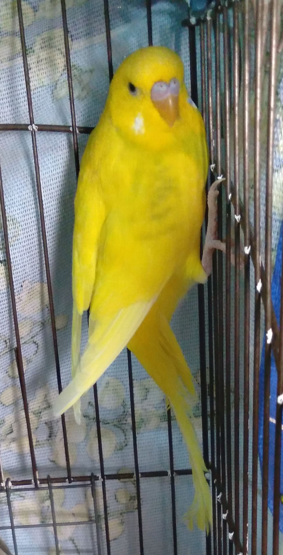 Молоденькие волнистые попугаи