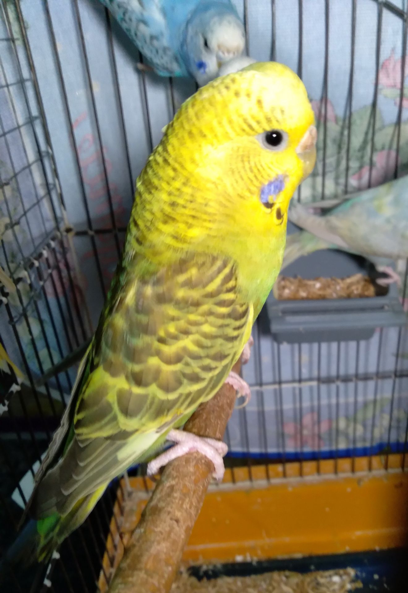 Молоденькие волнистые попугаи