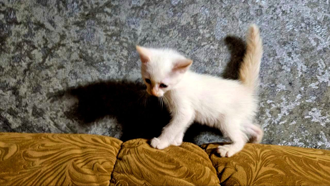 Белый тайский котенок (крем поинт). Мальчик. Тайские котята
