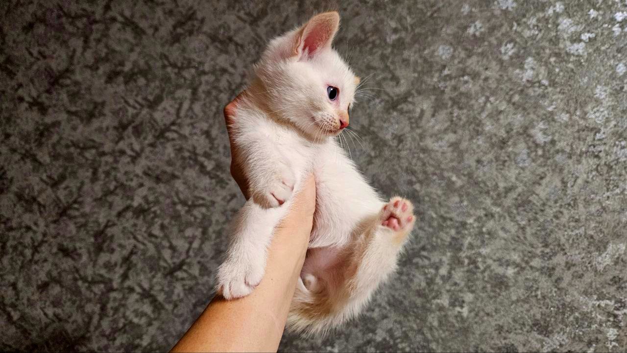Белый тайский котенок (крем поинт). Мальчик. Тайские котята