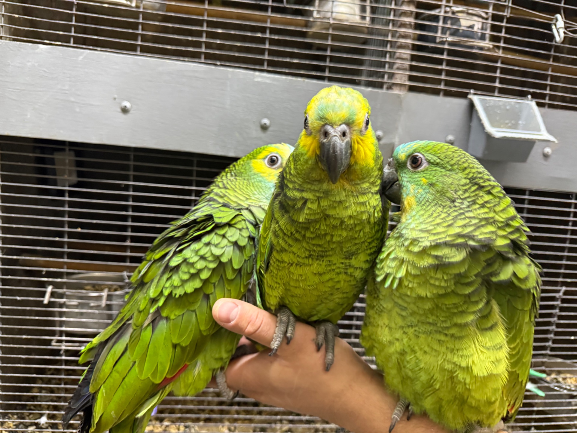 Амазон синьолобий пташенята