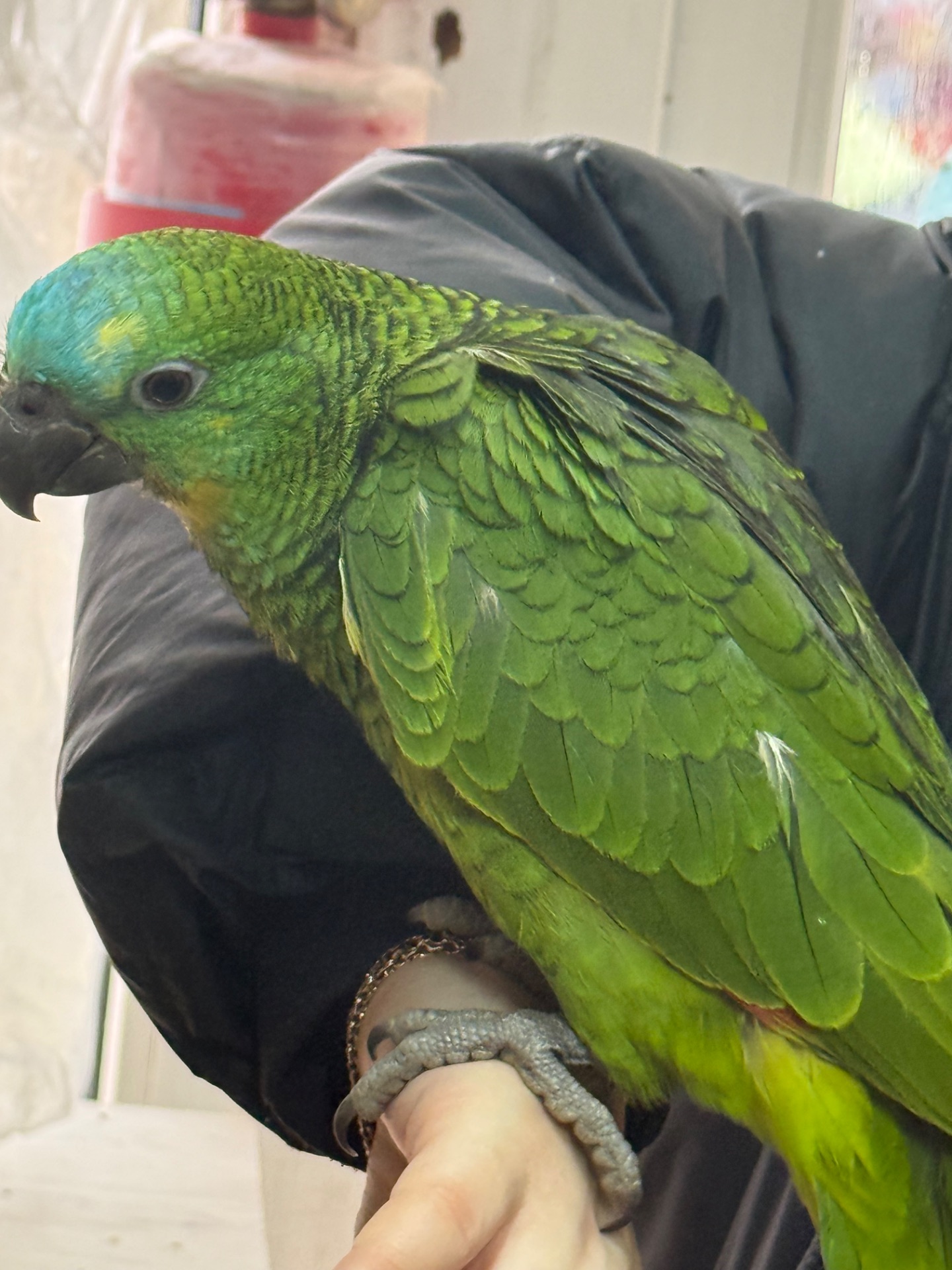 Амазон синьолобий пташенята