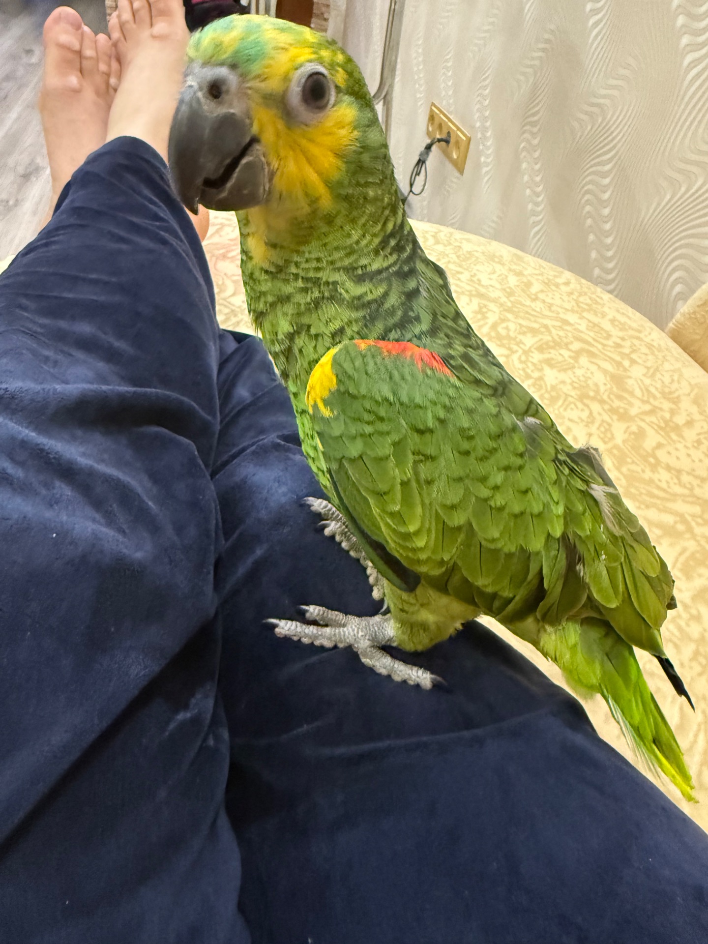 Амазон синьолобий пташенята