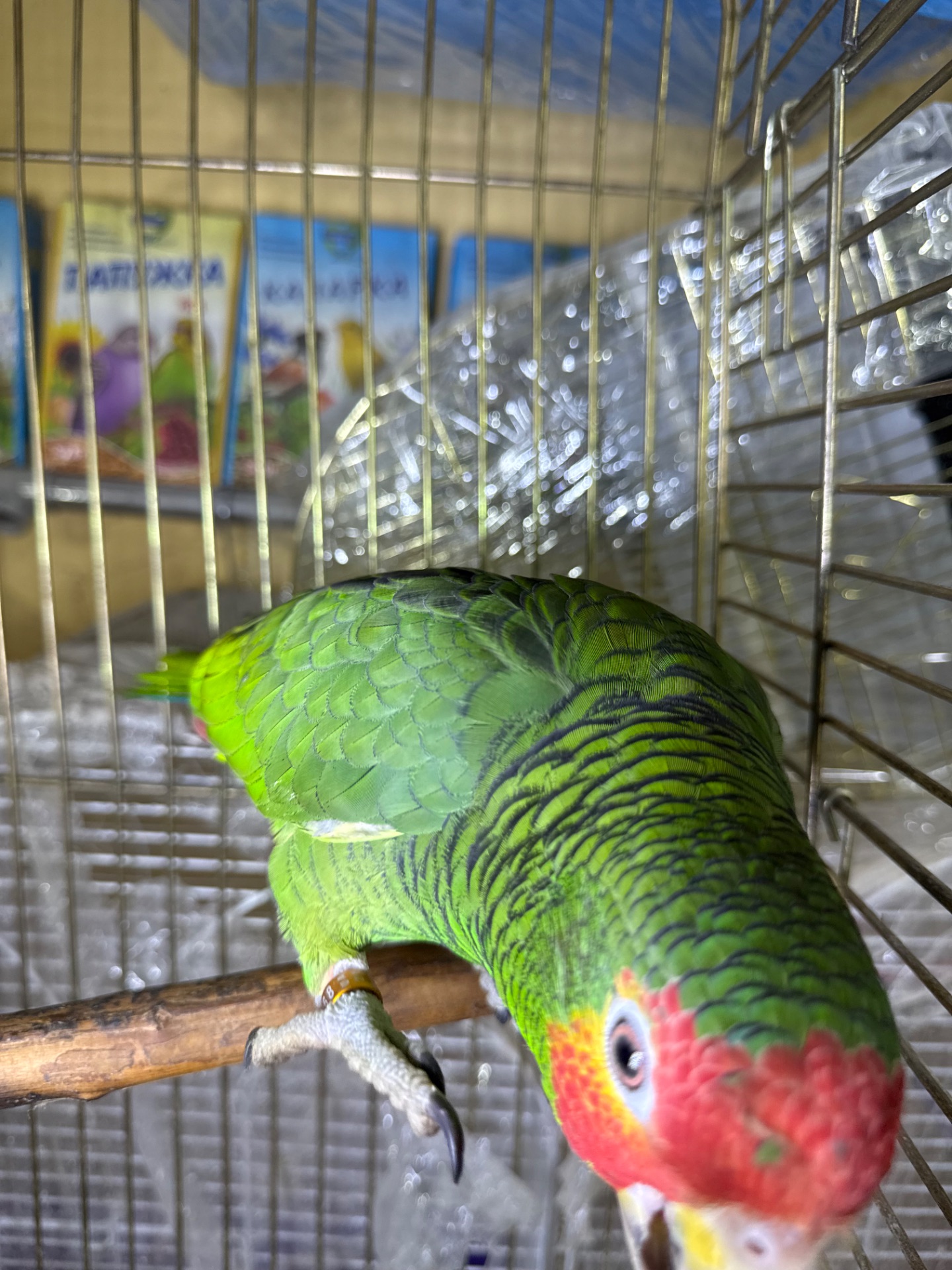 Папуга каік чорноголовий малюки