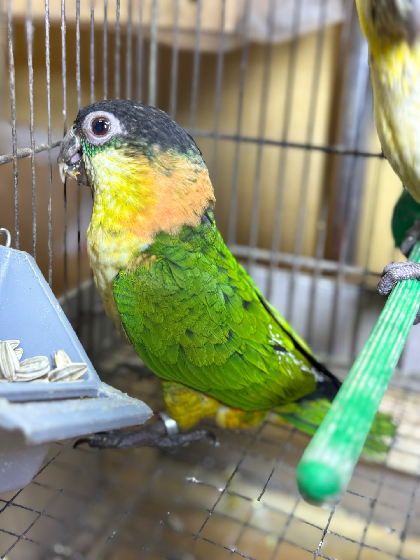 Папуга каік чорноголовий малюки