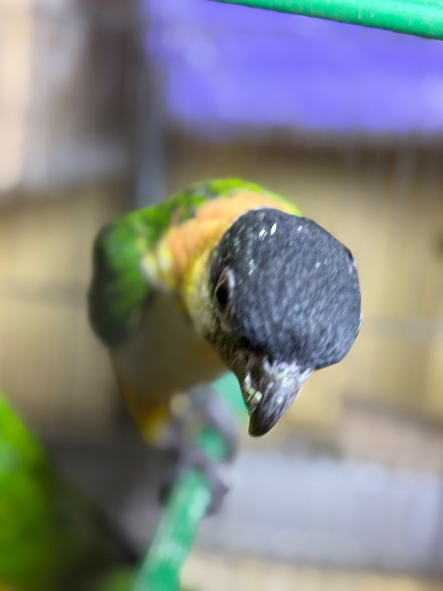 Папуга каік чорноголовий малюки