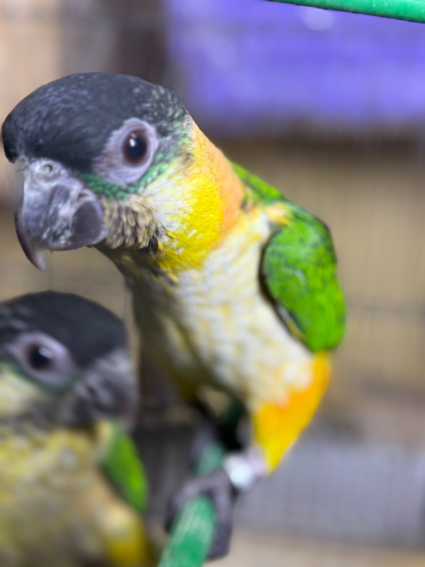 Папуга каік чорноголовий малюки