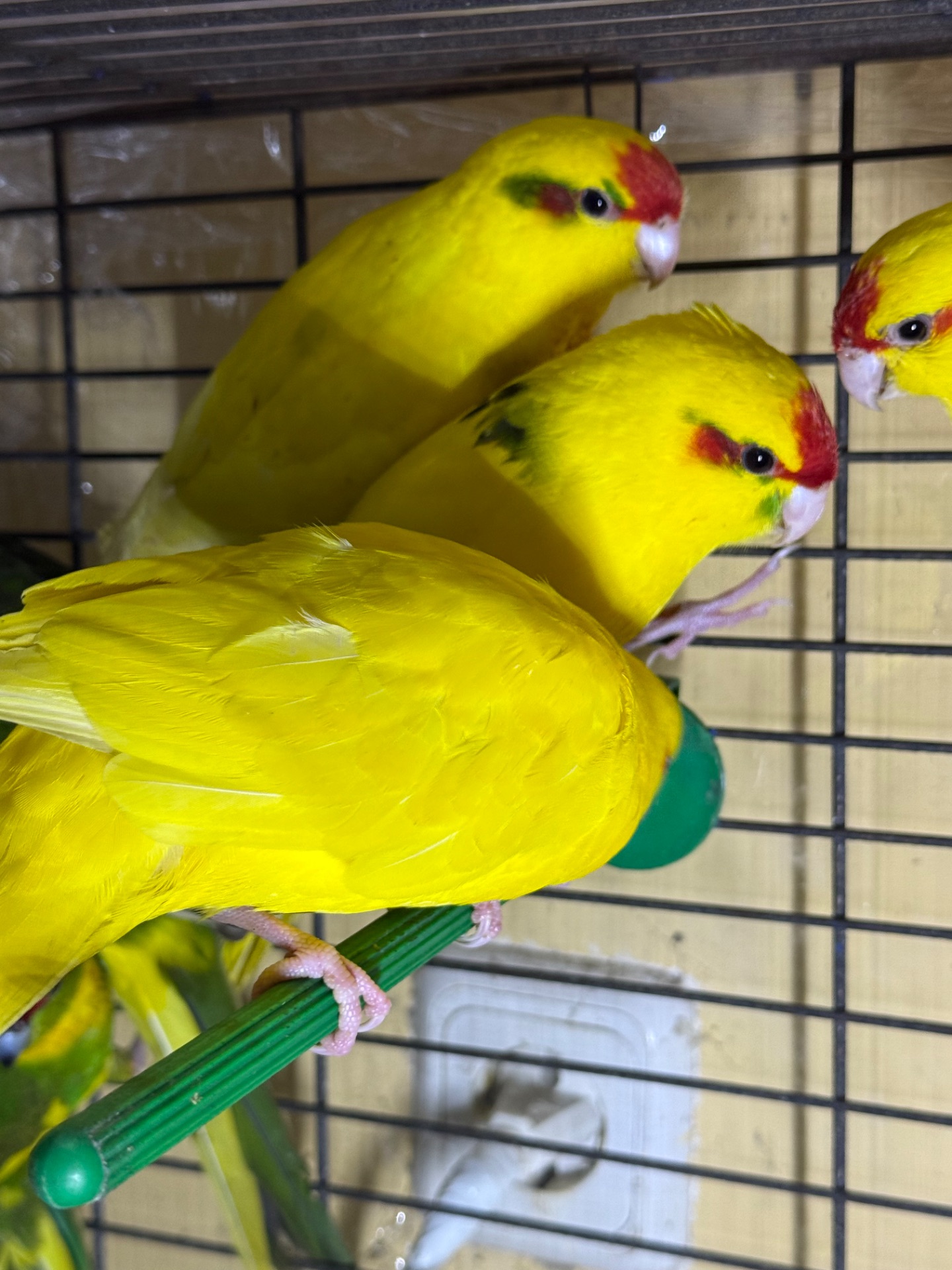 Какарики молоді та ручні папуги