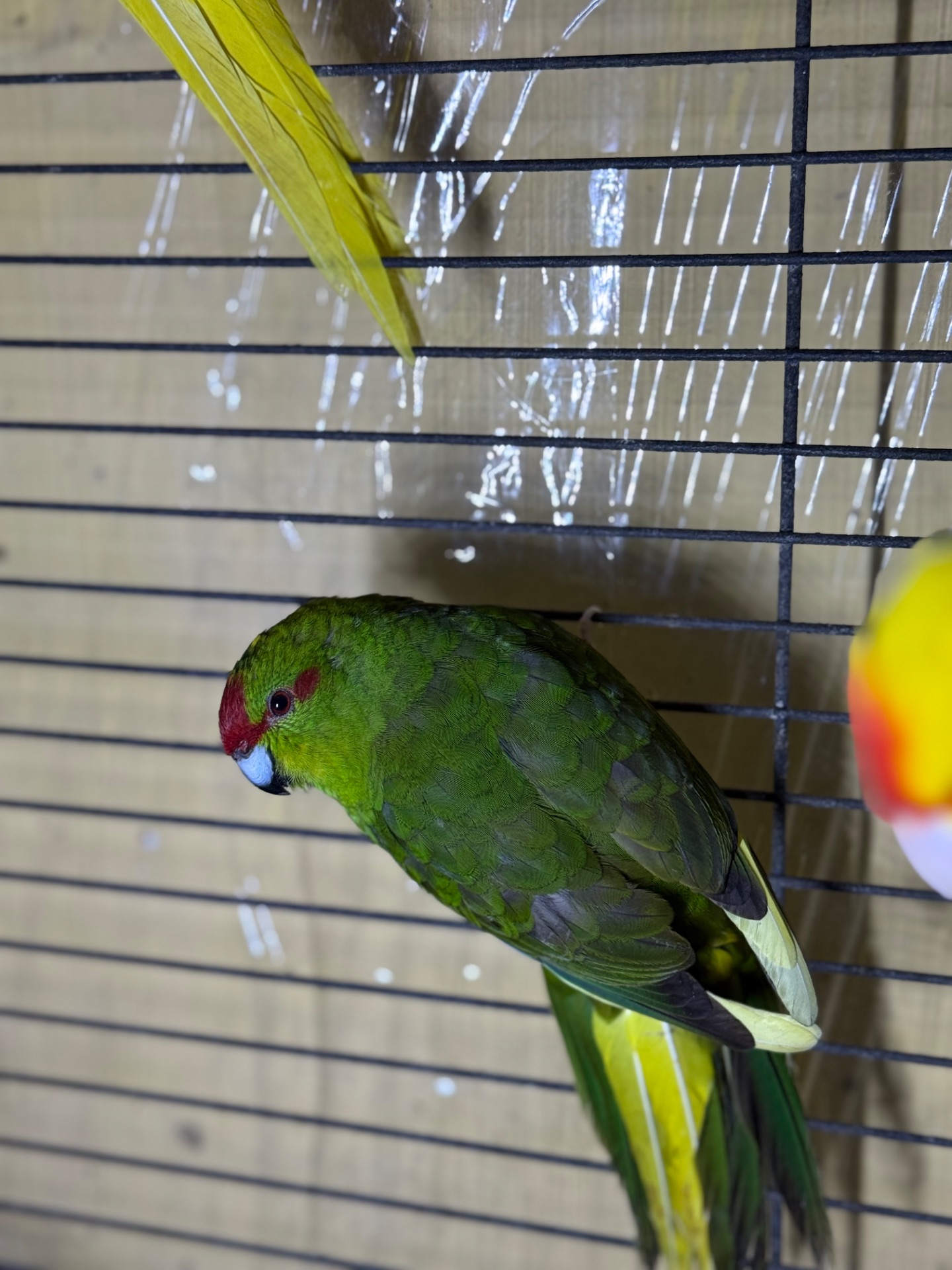 Какарики молоді та ручні папуги