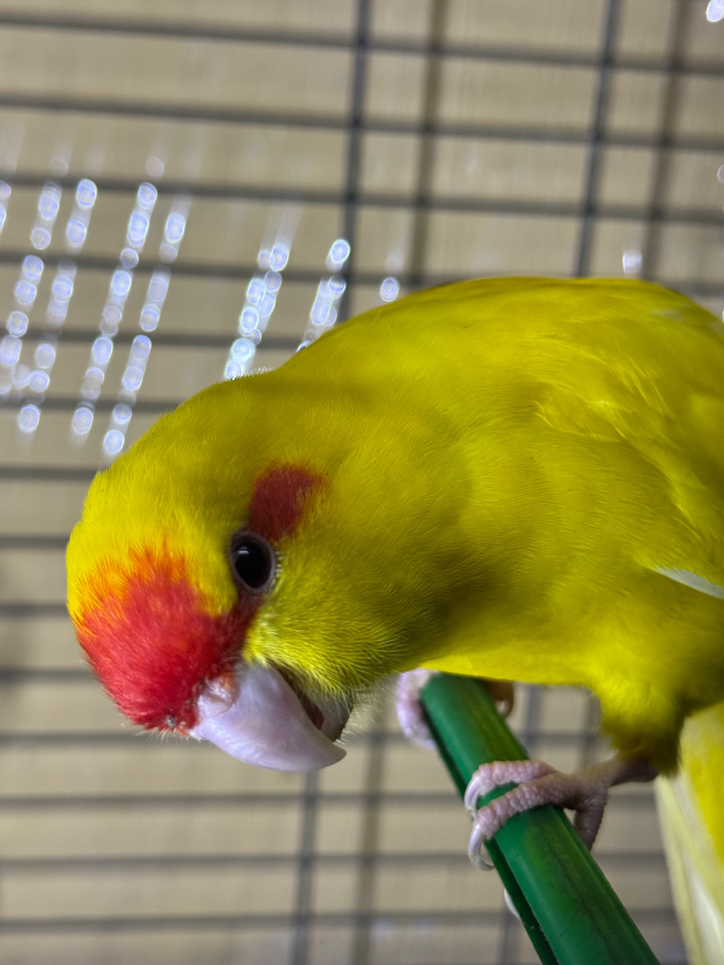 Какарики молоді та ручні папуги