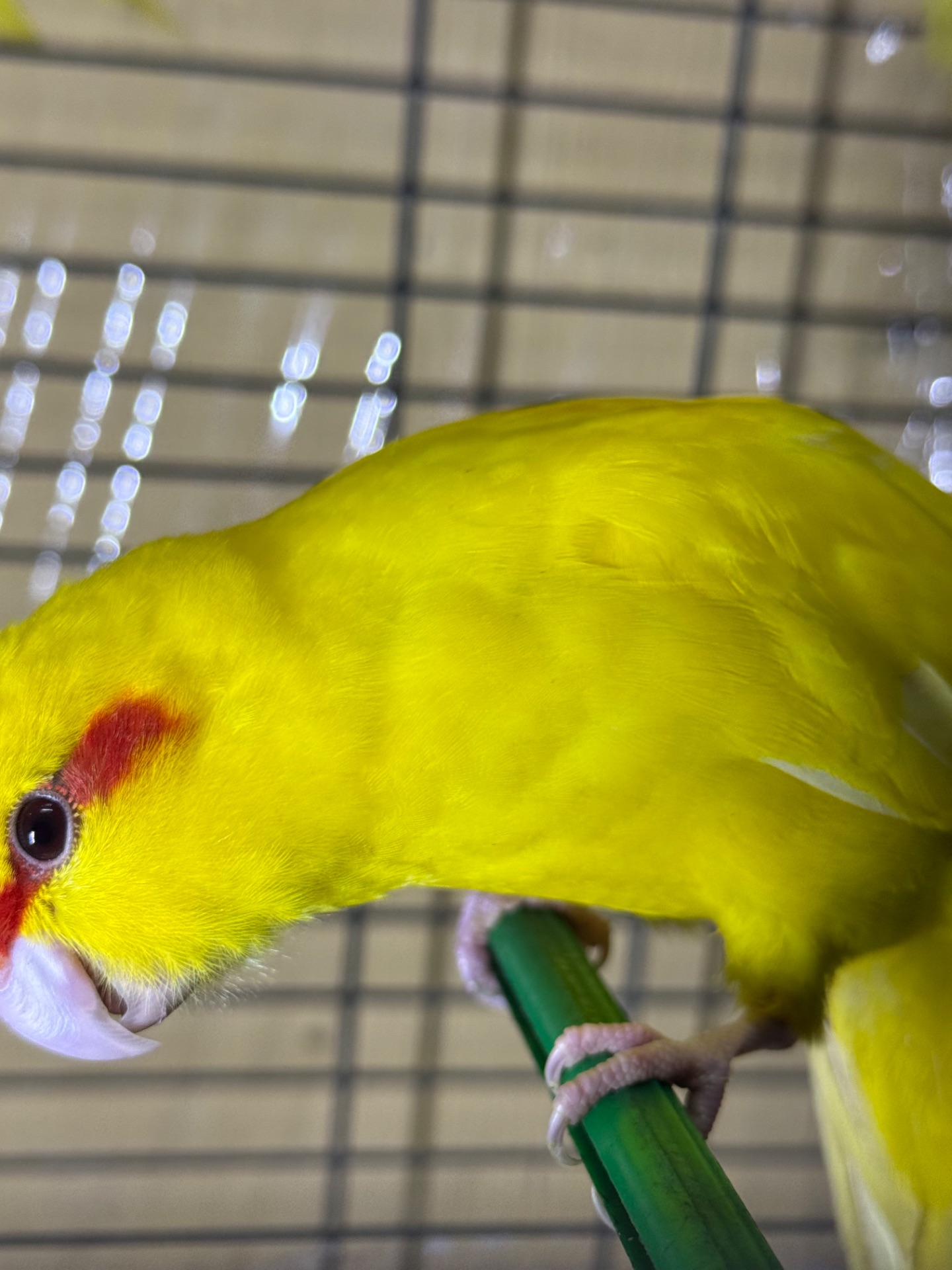 Какарики молоді та ручні папуги