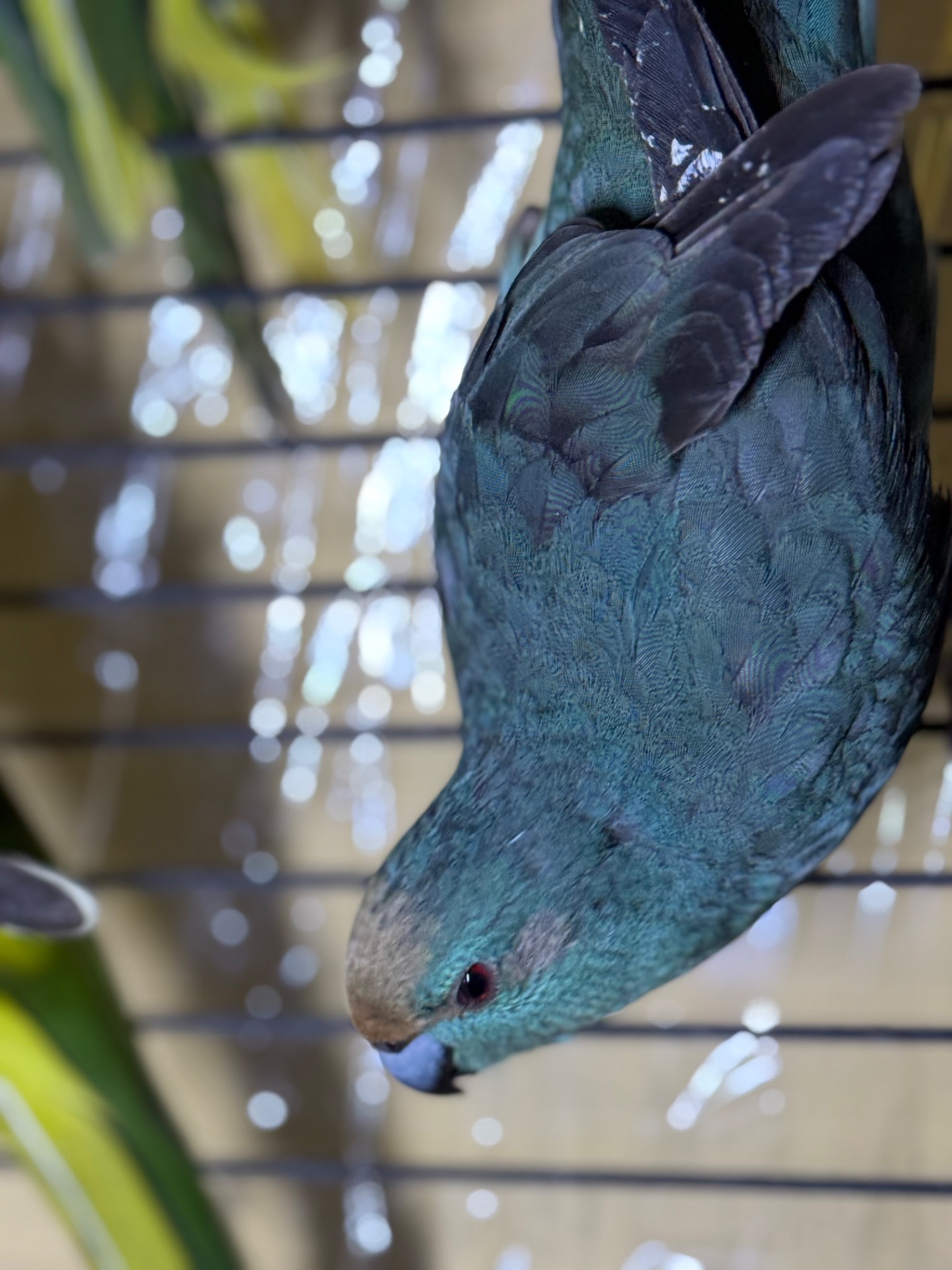 Какарики молоді та ручні папуги