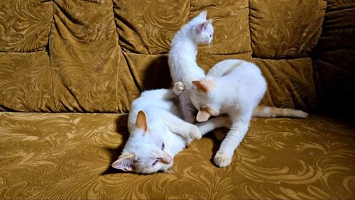 Белый тайский котенок (крем поинт). Мальчик. Тайские котята